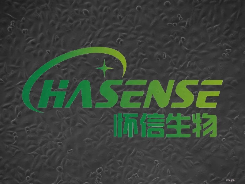 A549-人非小細胞肺癌細胞