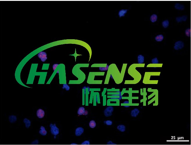 Tunnel檢測細(xì)胞凋亡